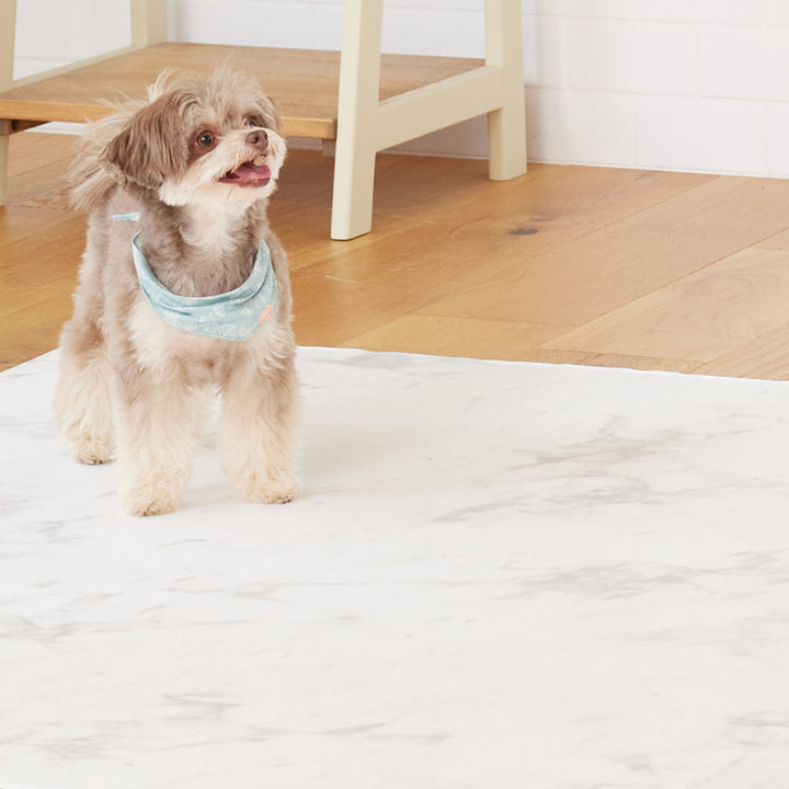 【一部予約】PVCマット ペット用フロアマット 220×110cm 180x140cm 65×180cm | DoriDori（ドリドリ）