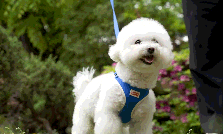Laughing Charlie ラフィング・チャーリー イージーセーフ 犬用 虫よけハーネス 単品
