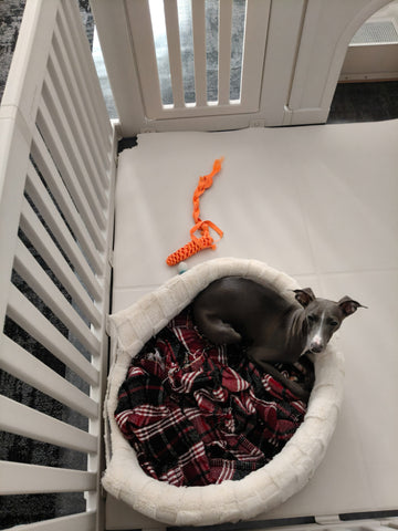 犬が滑らないから安心だけど... | #2206143