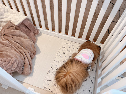 可愛いサークル | #2237477