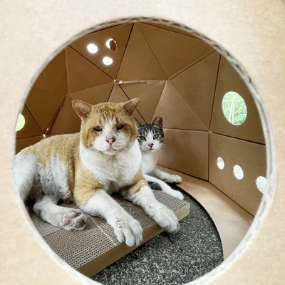 キャットスペース CAT SPACE  | BOXPARTNER（ボックスパートナー）